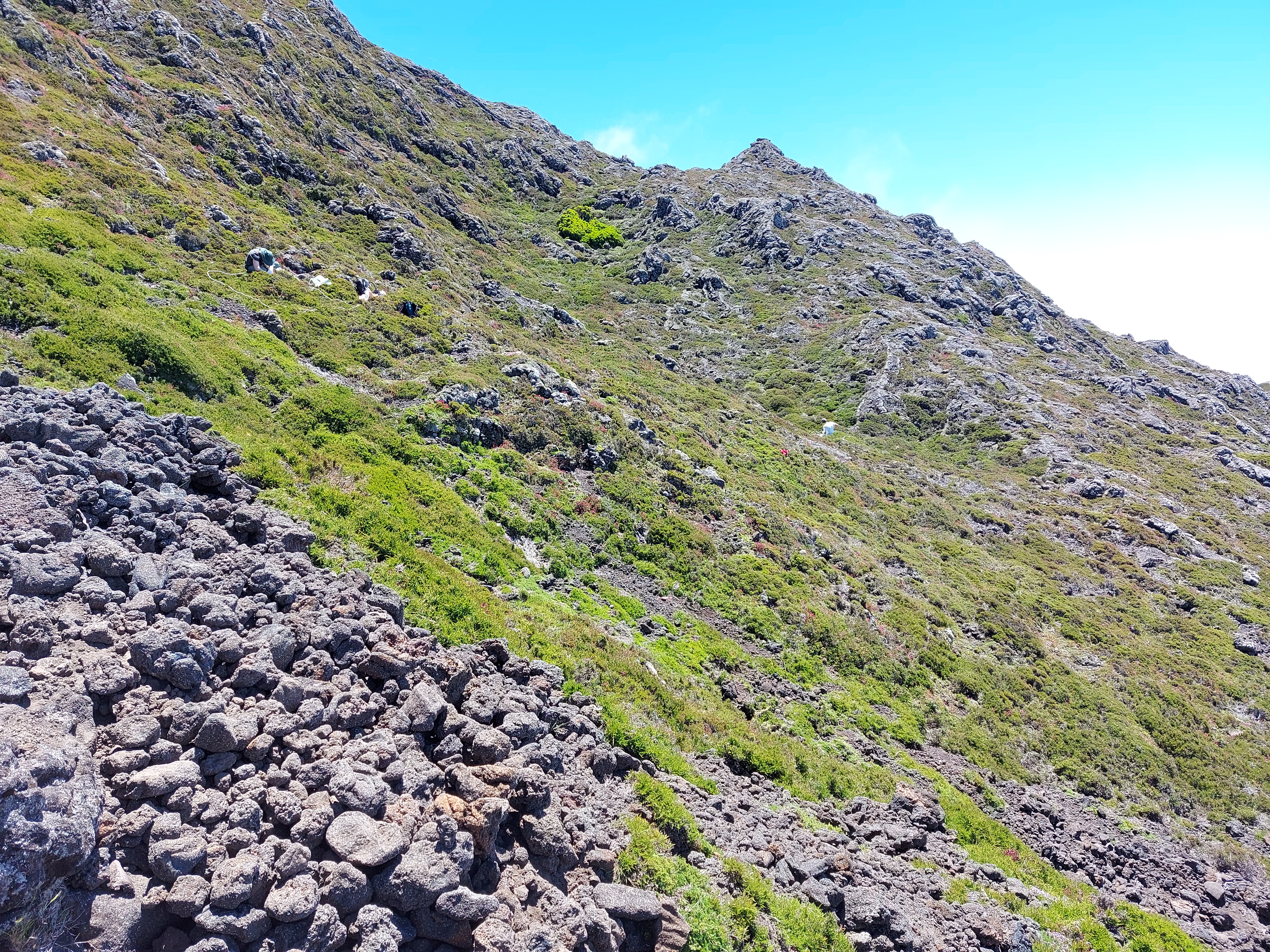 Plots in the Alpine scrubland (1800 m a.s.l.)